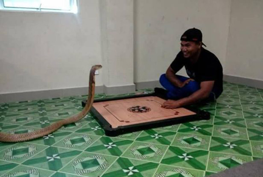 marries-snake 